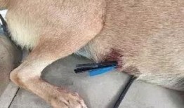 娱乐圈爆料流浪狗被抓,流浪狗被抓引发关注，背后真相令人唏嘘